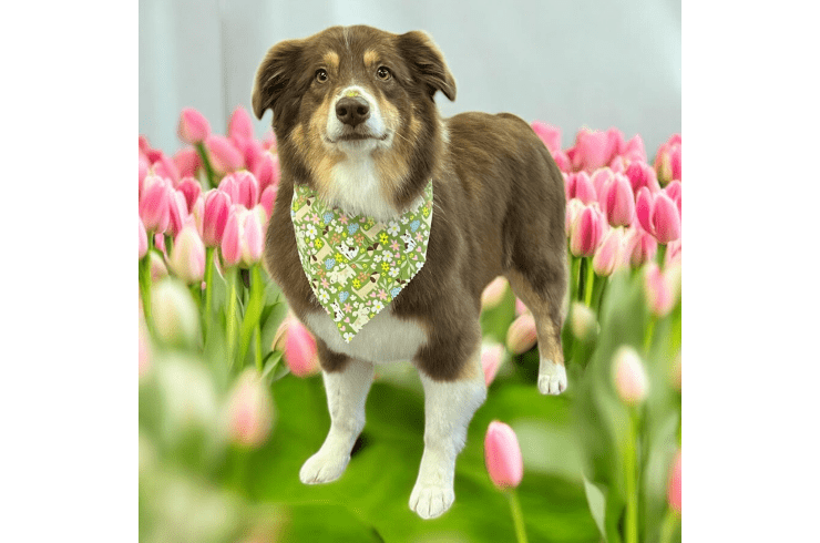 Green Dog Spa 