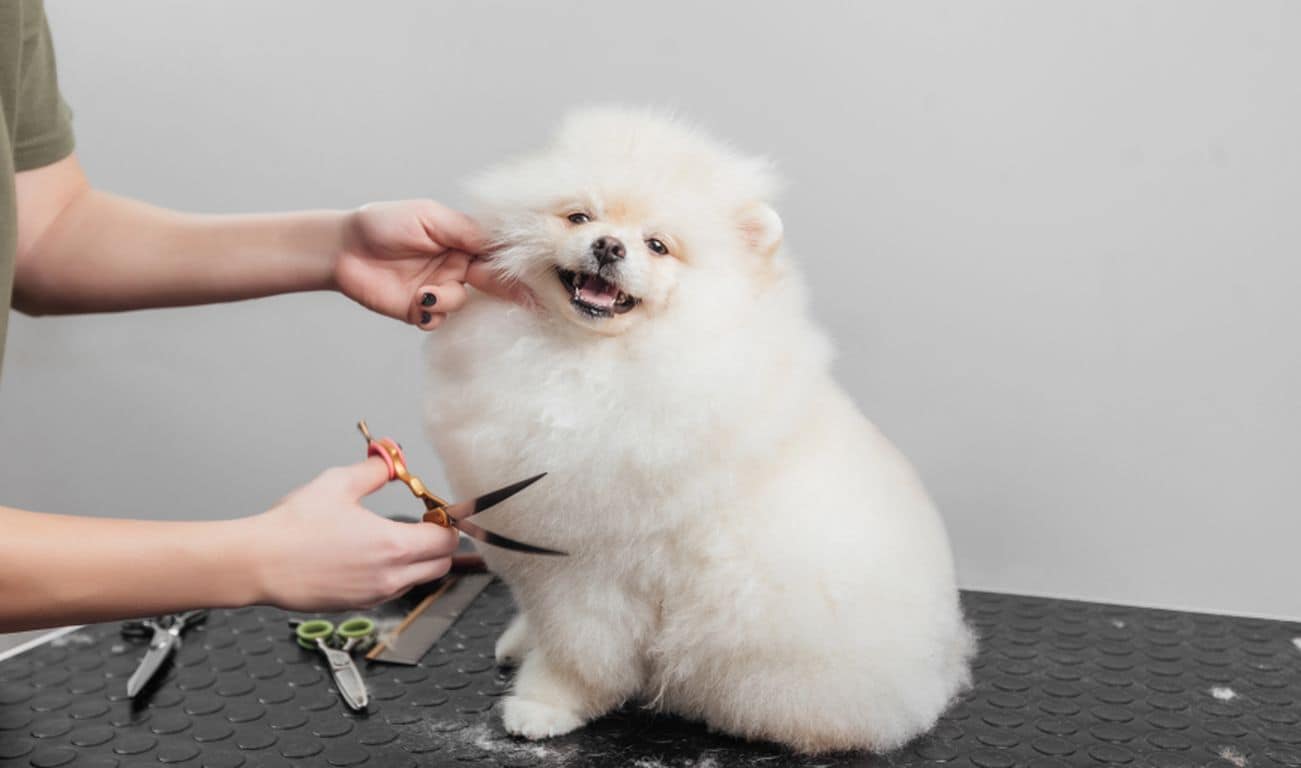 Green Dog Spa 
