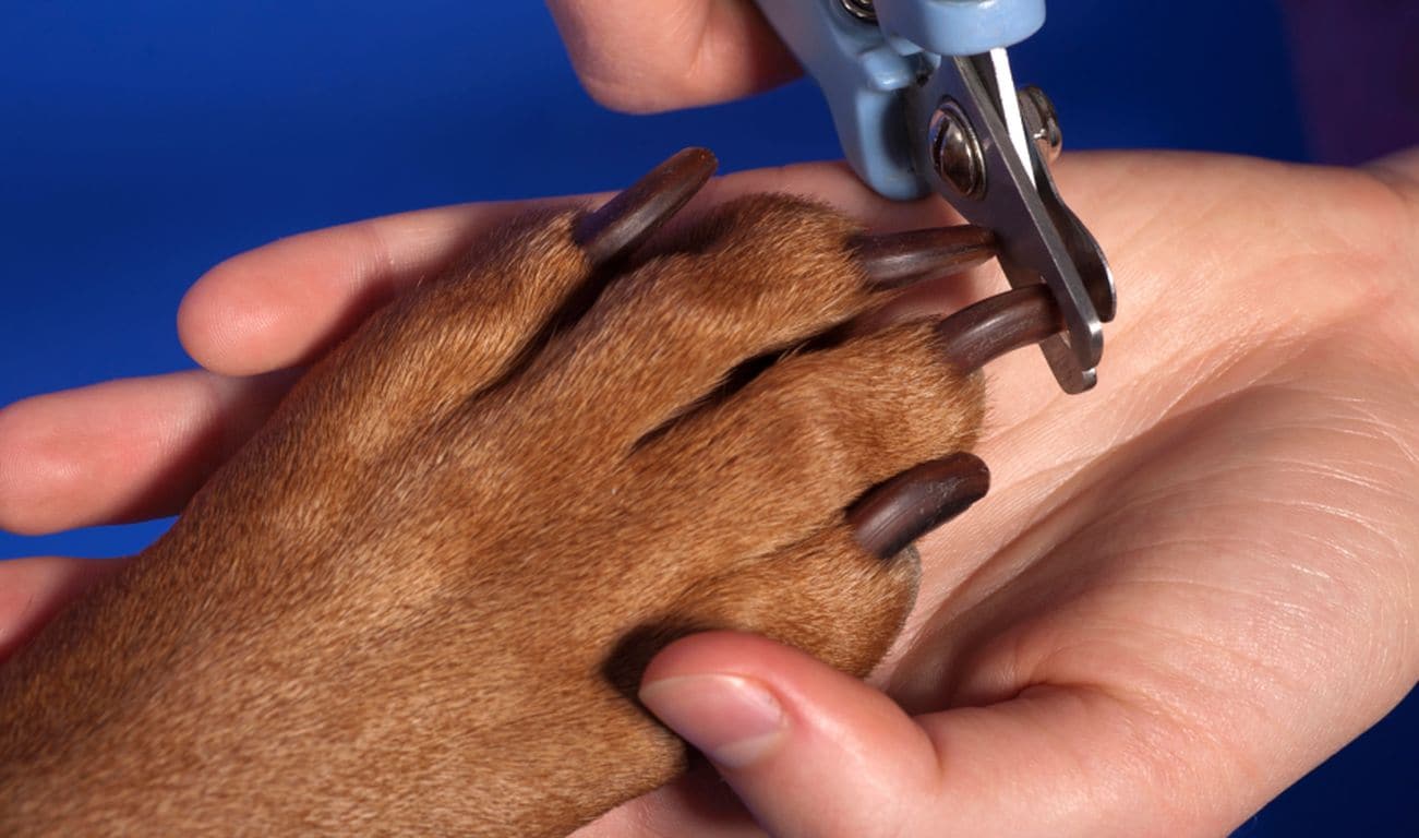 Green Dog Spa 